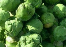 蒜苔的贮藏保鲜技术