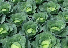 申城完善措施缓解卷心菜销售困难