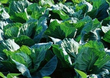 小白菜的贮运保鲜