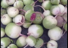 老口味萝卜心里美“出土