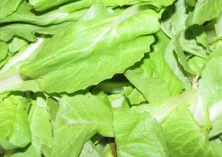 夏季小白菜育苗出现问题咋解决