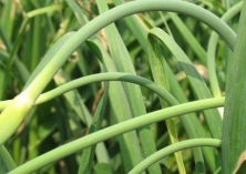 蒜苔高产的种植要点