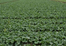 小白菜种植如何进行田间管理