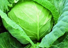 夏甘蓝栽培技术要点