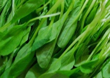 小白菜的速冻技术