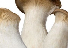 珍稀食用菌新品种“杏鲍菇”亮相农高会