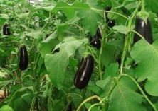 茄子如何修剪保产量