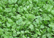 香菜延期采收要点