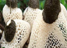 “菌种皇后”竹荪在镇巴试种成功