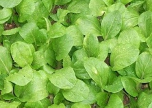 小白菜常见虫害防治方法