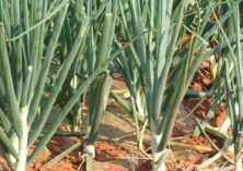 温室洋葱种植技术