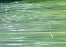 经期能吃卷心菜吗