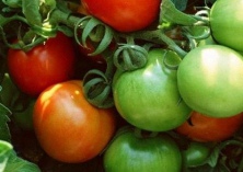 圣女果种植前景及圣女果种植的环境要求