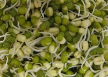 初秋食用绿豆芽除热毒