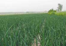 洋葱紫斑病如何防治