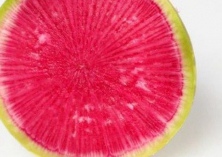 心里美萝卜露地冬播春收栽培技术