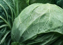 秋卷心菜栽培技术