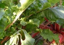 心里美萝卜黑腐病及防治措施