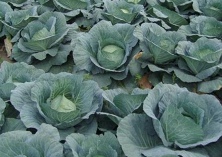 小白菜栽培技术简单介绍