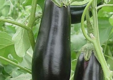 卷心菜减肥（新的减肥方式）