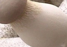 工厂化栽培杏鲍菇8注意