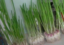 山东伏秋蒜苗种植技术