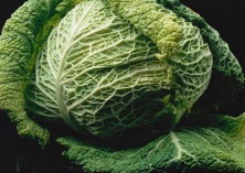 糖尿病人可以吃卷心菜吗