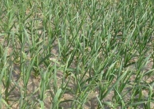 冬春季节大棚蒜苗种植方法