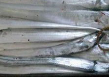 东海现捕的野生带鱼（每条3.8元）