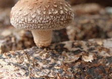 香菇的菌棒衰败和黄花菇