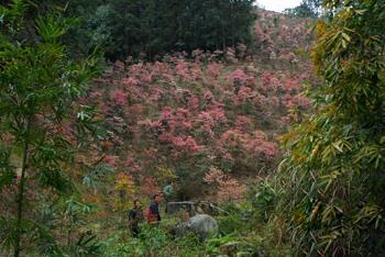 金钟花摇致富铃 广宁县有好心情