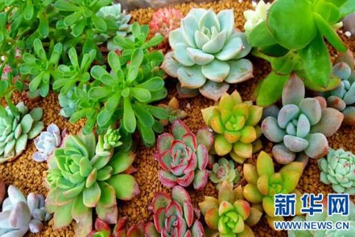 农民回乡栽培多肉植物走上致富路