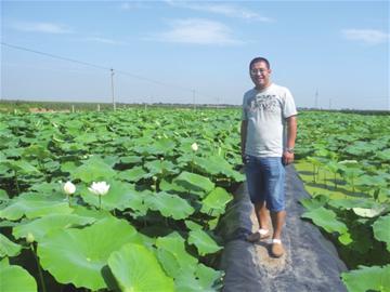 山东平度市:黑土地上致富梦想的尖尖荷