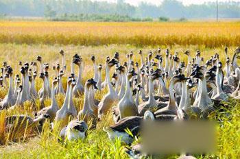 广东开平县：养殖马冈鹅 越土越红火