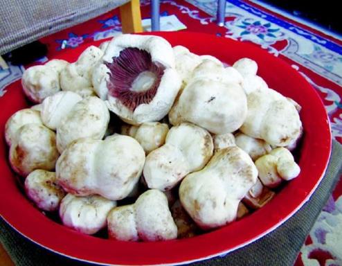 新疆塔城市：神奇的蘑菇世界