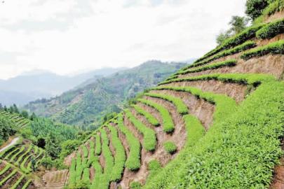 福建尤溪君良山:好茶青制出多样茶