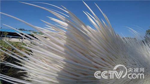 高学荣:豪猪从此不凶猛《致富经》