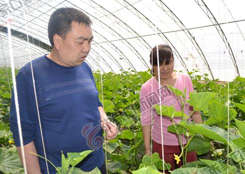 河北张家口:赵少民 村民致富“领头雁”