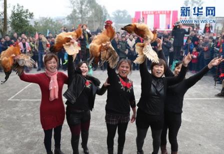 华蓥农民抓住“鸡”会借“鸡”生财 100万土鸡迎鸡年