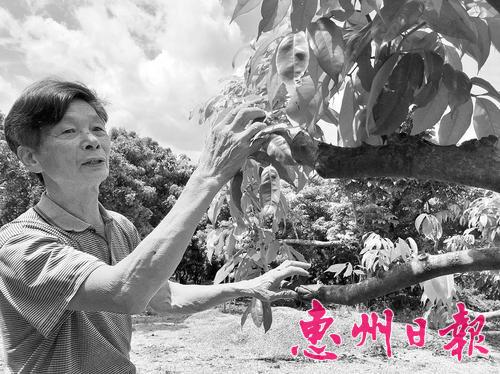 与荔枝杠上的父子兵！惠州惠东卢家父子走电商路