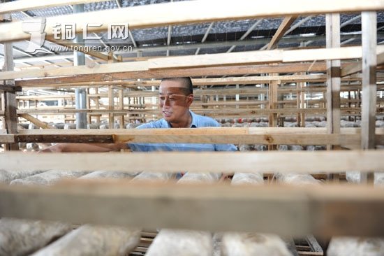 李春学：用香菇让农民捧起了“金饭碗”