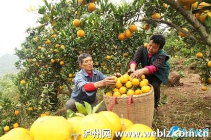 “致富老哥”徐学成 掘金荒山十五载