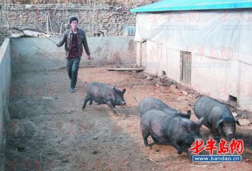 山东柴沟镇马家村:大学生当陪练黑猪“跨栏”跑