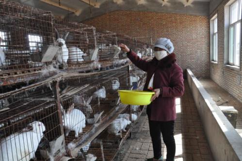 内蒙古鄂尔多斯市:獭兔养殖 鼓了农民钱袋子
