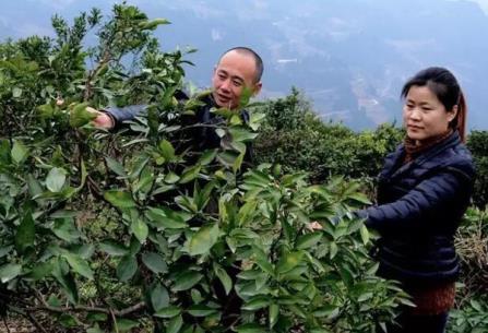 东北汉子要当湖北秭归“脐橙大王”《致富经》