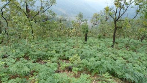 贵州黔西：“小天麻”引领群众致富