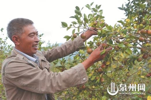 福建德化:油茶飘香富农家
