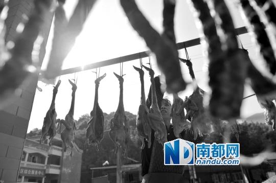 一排排的腊鸭在阳光下泛光,香味扑鼻 野菜泉水“深闺”养猪 酥醪腊肉香飘山外