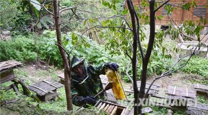 天柱马鞍农民深山养蜂酿造新生活