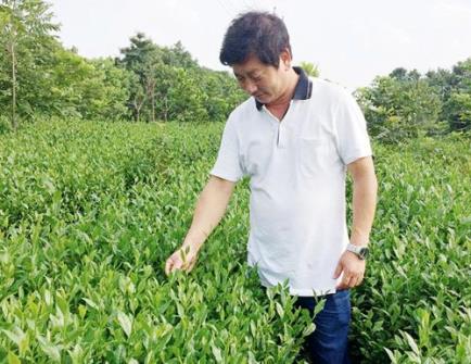 赵建平：打造茶叶品牌，传播茶文化